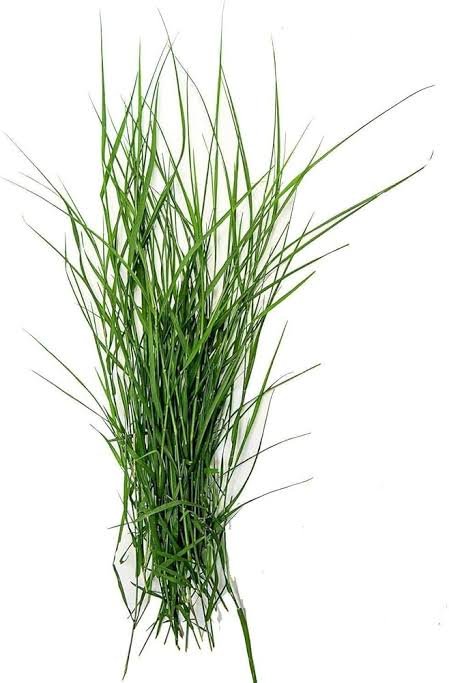 Pujariya Fresh Sacred Durba Ghas (Doob Grass Bundle) — Puja Items  from Pujariya