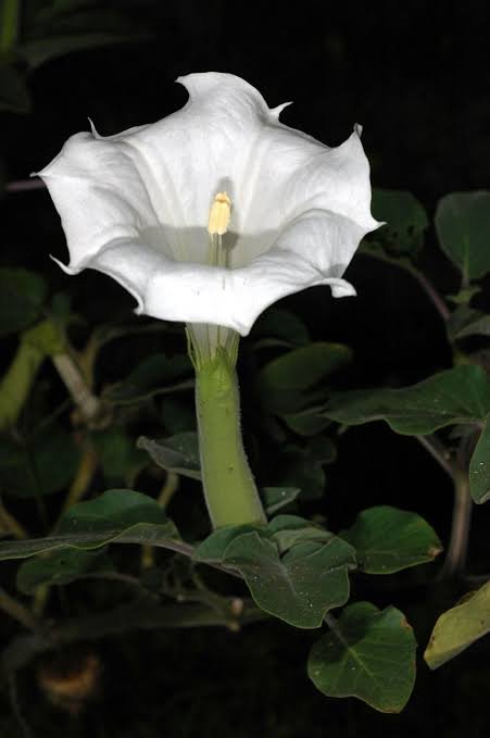 A fresh white trumpet-shaped Dhatura flower used as a sacred offering for Lord Shiva puja. — Puja Items  from Pujariya
