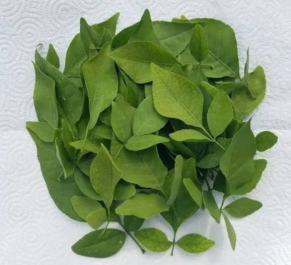 Fresh Bel Patra Leaves for Shiva Puja (Pack of 11/21/51) — Puja Items  from Pujariya